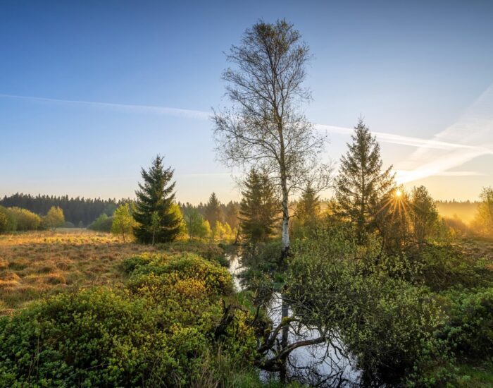 Panoramic landscape of High Fens during springtime, Belgium, Europe